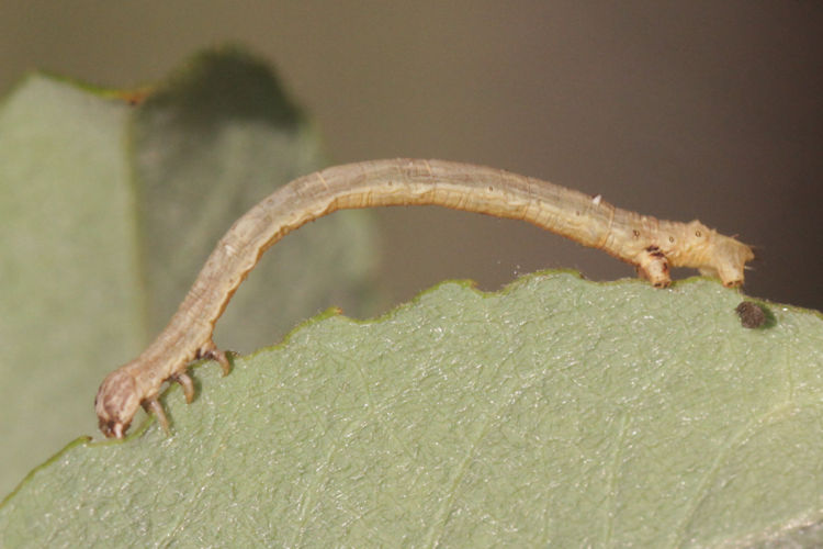 Angerona prunaria: Bild 12