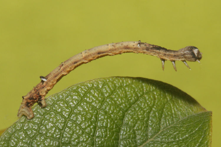 Angerona prunaria: Bild 14