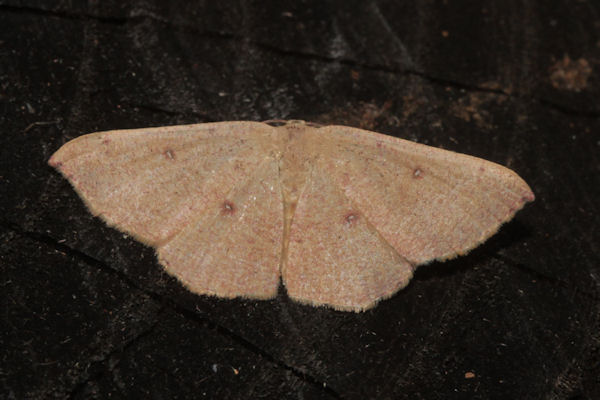 Cyclophora puppillaria: Bild 5