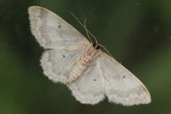 Idaea biselata: Bild 26