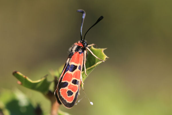 Zygaena fausta: Bild 1