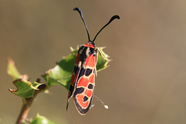 Zygaena fausta: Bild 3