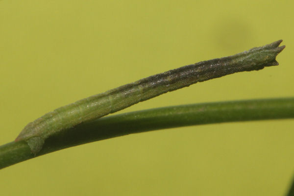 Hemistola chrysoprasaria: Bild 42