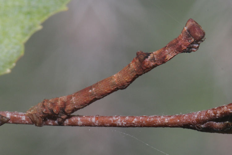 Hypomecis roboraria: Bild 11