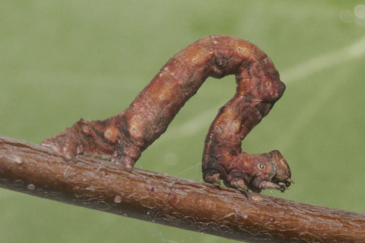 Hypomecis roboraria: Bild 12