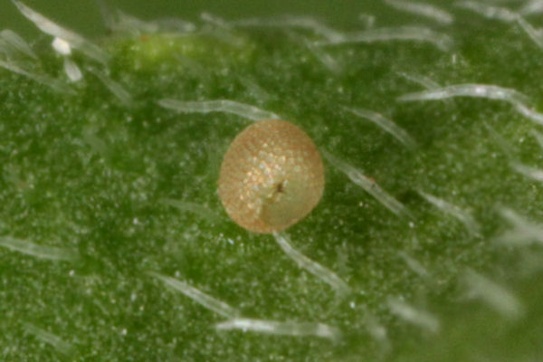 Idaea straminata: Bild 3