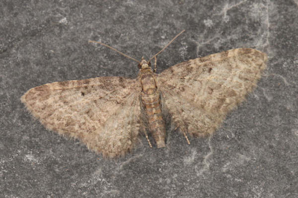 Eupithecia sp.: Bild 8