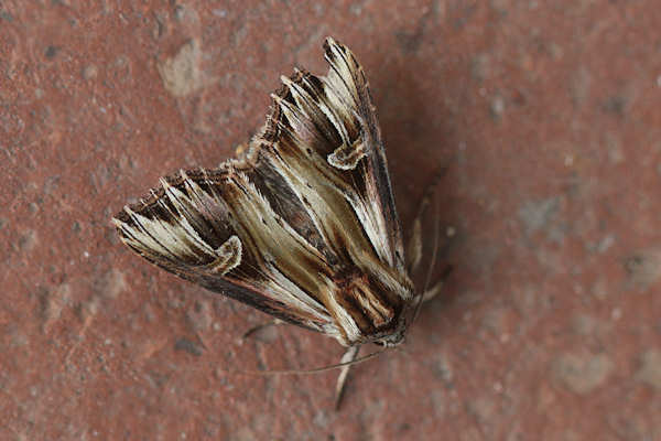 Actinotia polyodon: Bild 8