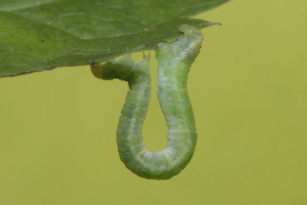 Eupithecia actaeata: Bild 12