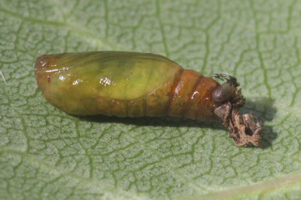 Eupithecia actaeata: Bild 17
