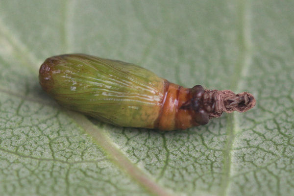 Eupithecia actaeata: Bild 19