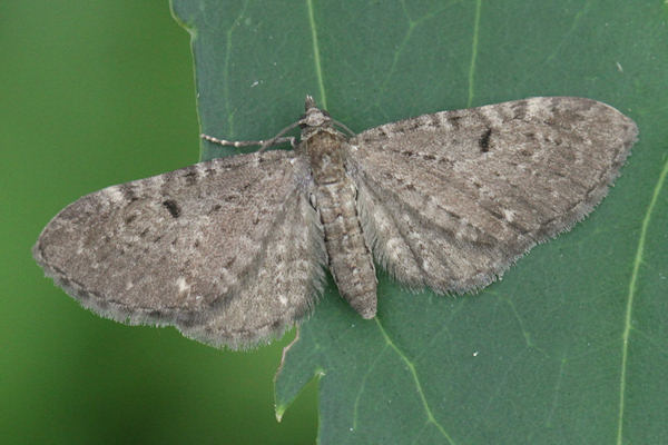 Eupithecia actaeata: Bild 1