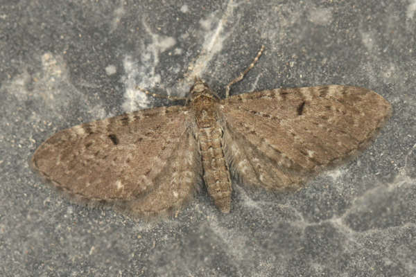 Eupithecia actaeata: Bild 2