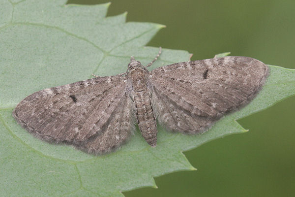 Eupithecia actaeata: Bild 3