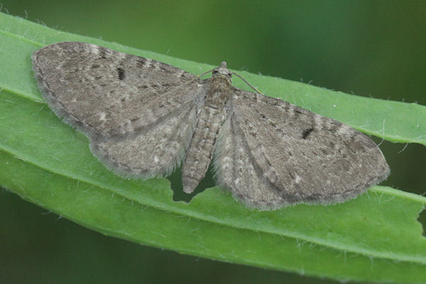 Eupithecia actaeata: Bild 4