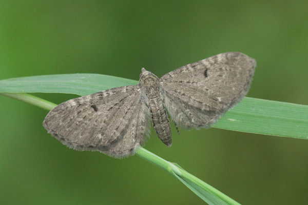 Eupithecia actaeata: Bild 6