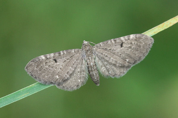Eupithecia actaeata: Bild 7
