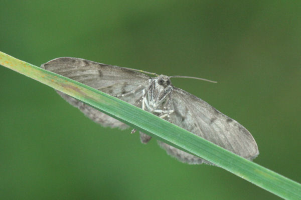 Eupithecia actaeata: Bild 9