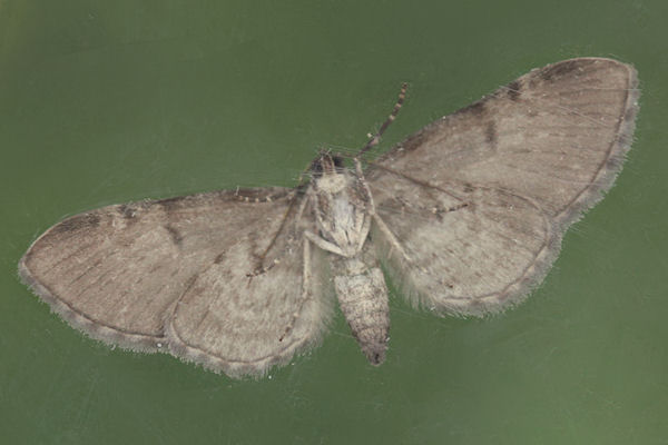 Eupithecia actaeata: Bild 10