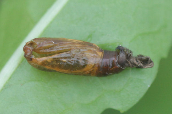 Eupithecia actaeata: Bild 21