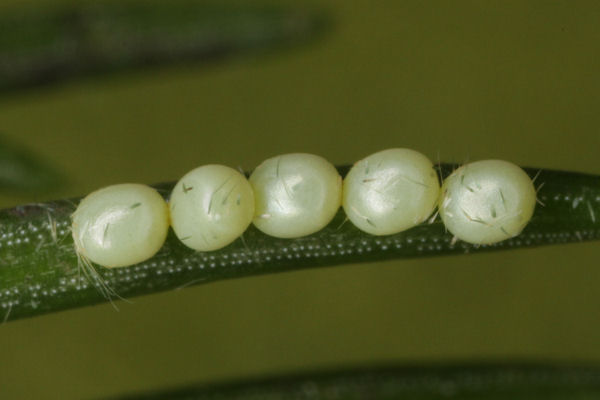 Hylaea fasciaria f. prasinaria: Bild 1