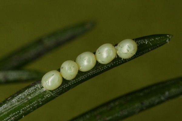 Hylaea fasciaria f. prasinaria: Bild 2