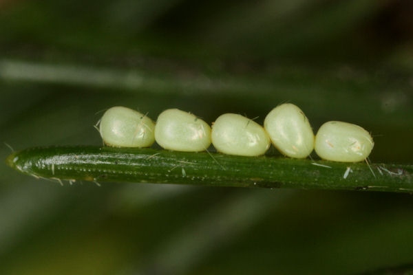 Hylaea fasciaria f. prasinaria: Bild 3
