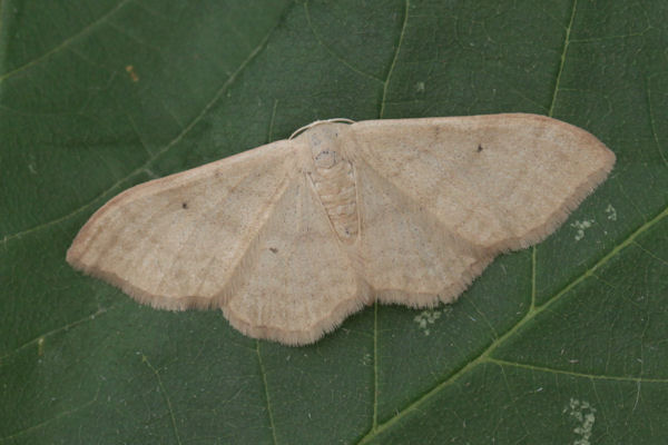 Idaea straminata: Bild 7