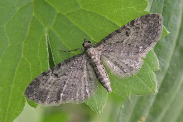 Eupithecia tripunctaria: Bild 3
