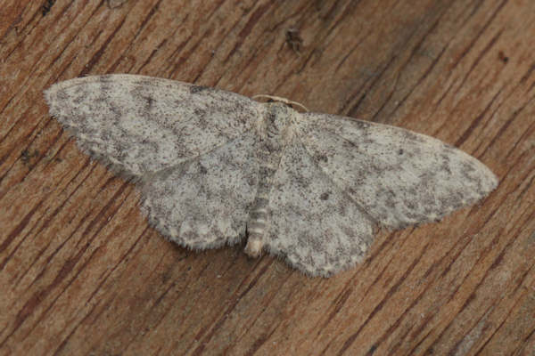 Idaea typicata: Bild 2