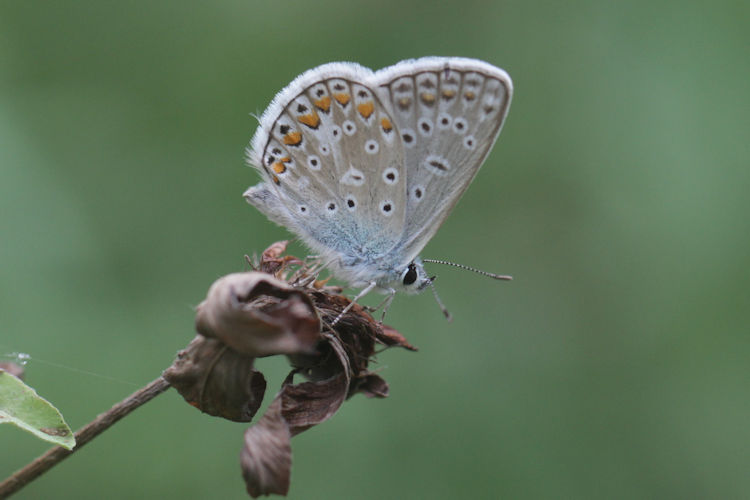 Polyommatus icarus: Bild 52