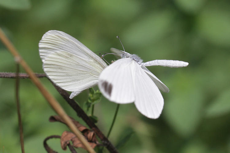 Leptidea sinapis-Komplex: Bild 20