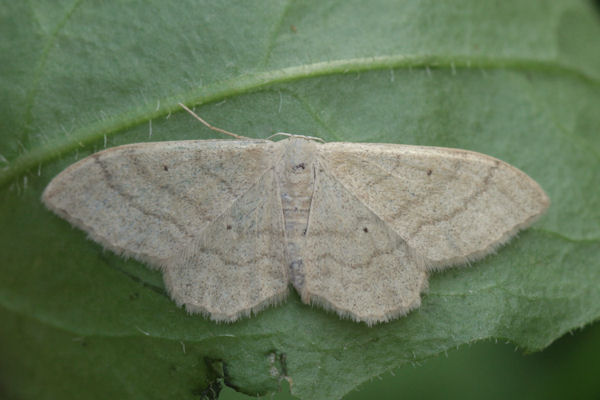 Idaea straminata: Bild 8