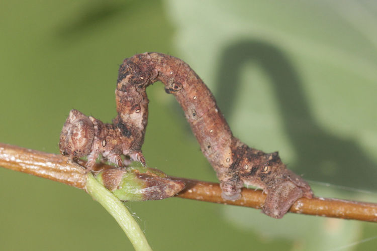 Hypomecis roboraria: Bild 20