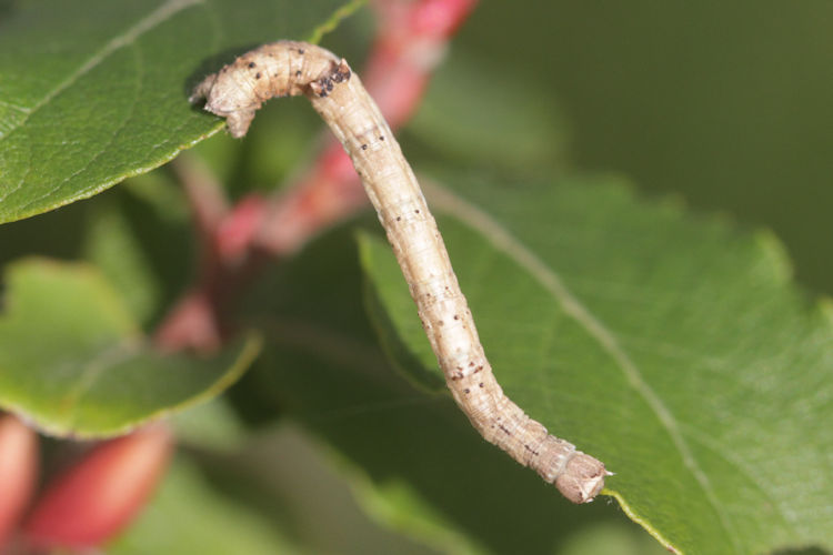 Angerona prunaria: Bild 19