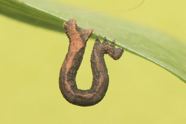 Idaea straminata: Bild 28