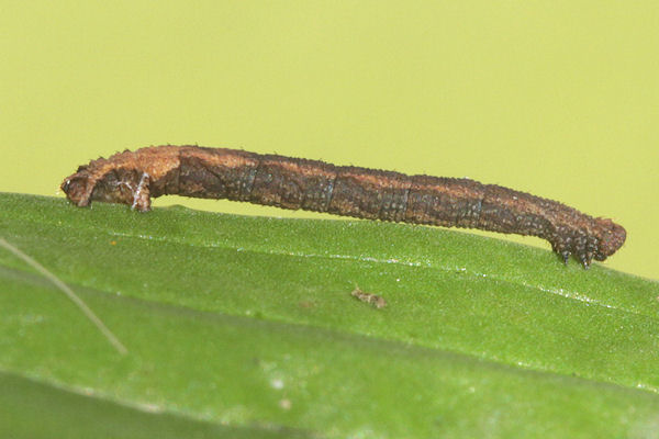 Idaea straminata: Bild 29