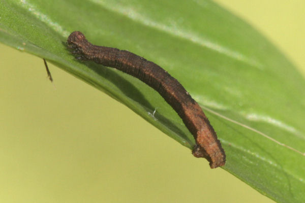 Idaea straminata: Bild 30