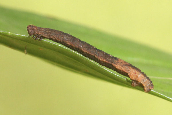 Idaea straminata: Bild 32