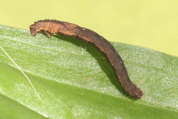 Idaea straminata: Bild 41