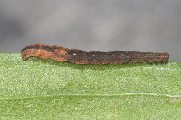 Idaea straminata: Bild 35