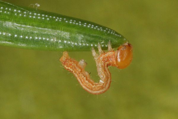 Hylaea fasciaria f. prasinaria: Bild 11