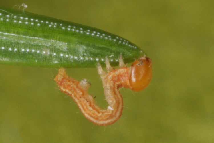 Hylaea fasciaria f. prasinaria: Bild 7