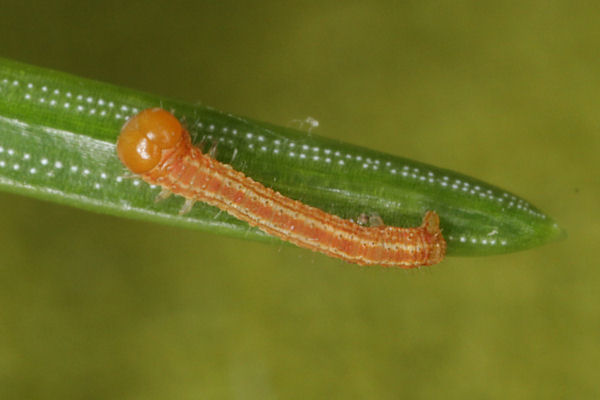 Hylaea fasciaria f. prasinaria: Bild 12