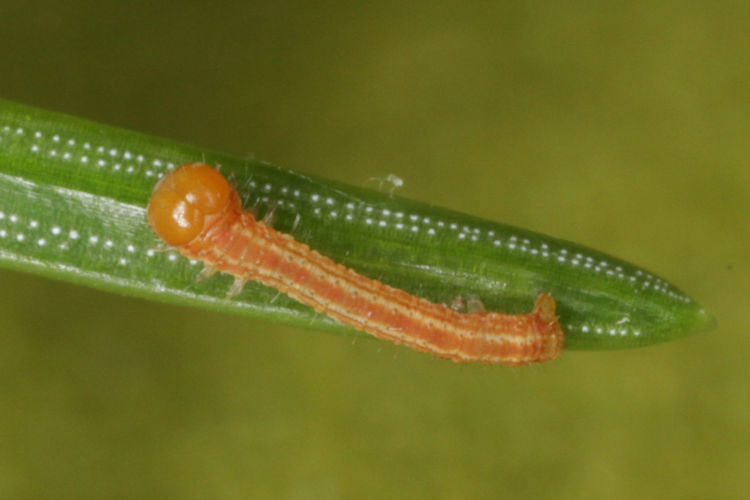 Hylaea fasciaria f. prasinaria: Bild 8