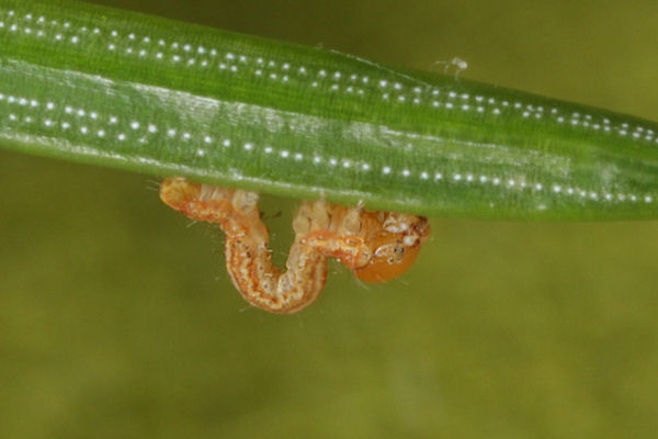 Hylaea fasciaria f. prasinaria: Bild 13