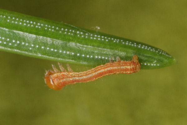Hylaea fasciaria f. prasinaria: Bild 14