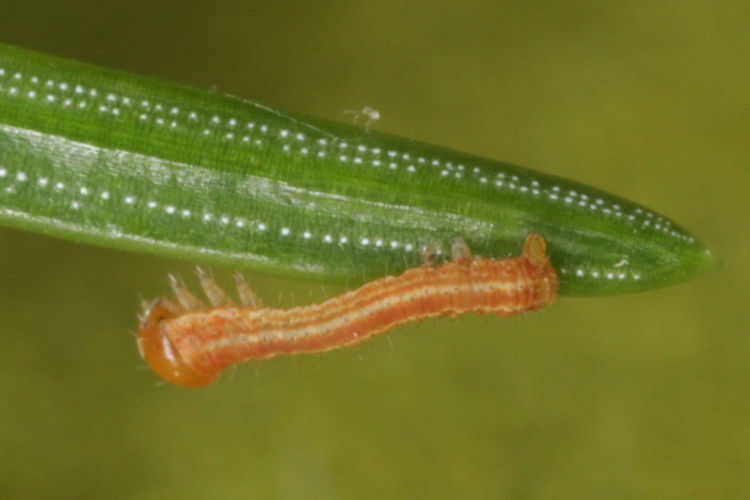 Hylaea fasciaria f. prasinaria: Bild 9