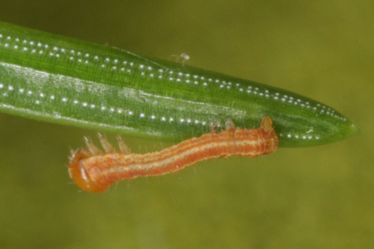 Hylaea fasciaria f. prasinaria: Bild 14