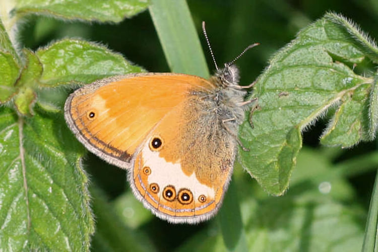 Coenonympha arcania: Bild 19